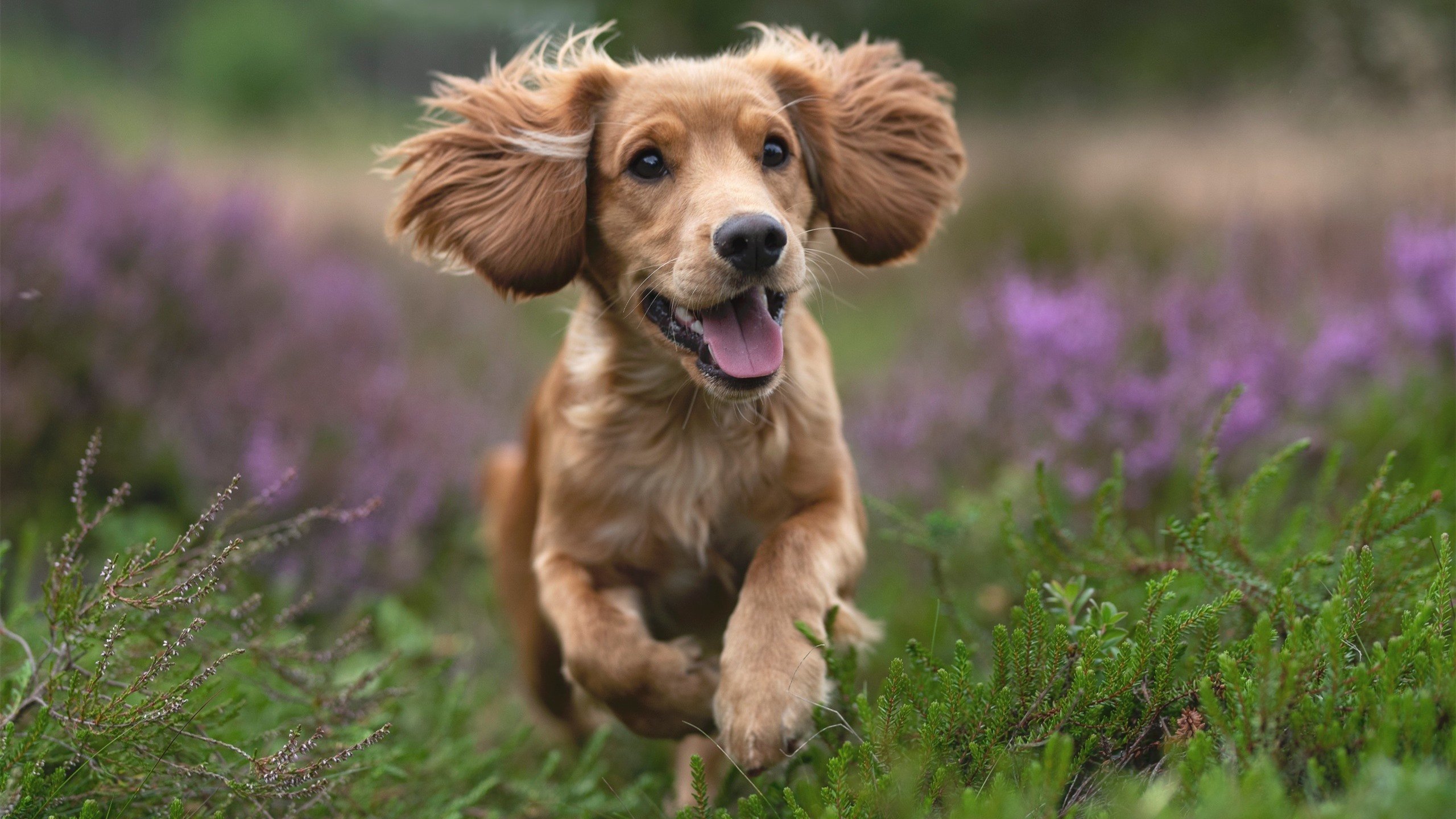 _运动员抗疫坚持：体育赛事背后的不屈精神_，疫情 运动员