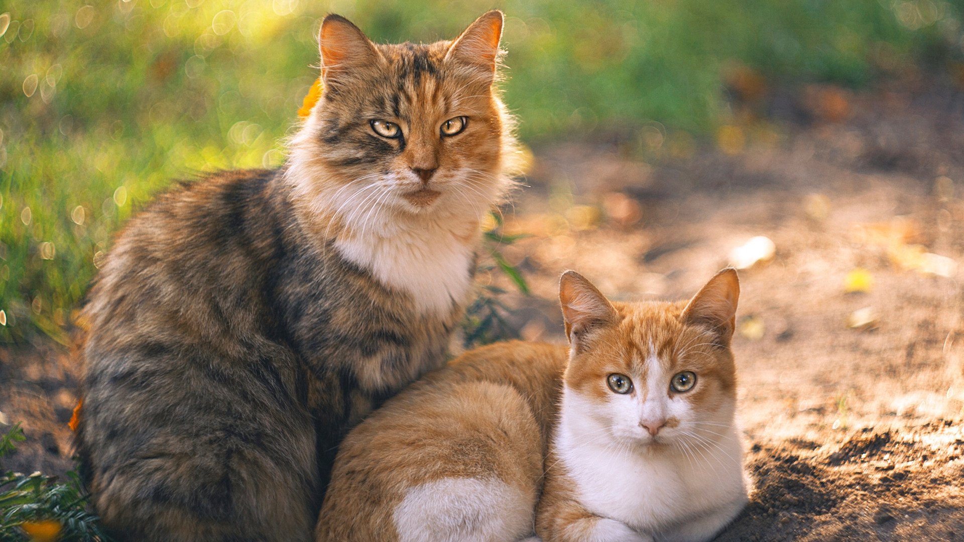【动态时间限制】投手每次投球时间不得超过10秒的试点效果，投手投球时投球应快准