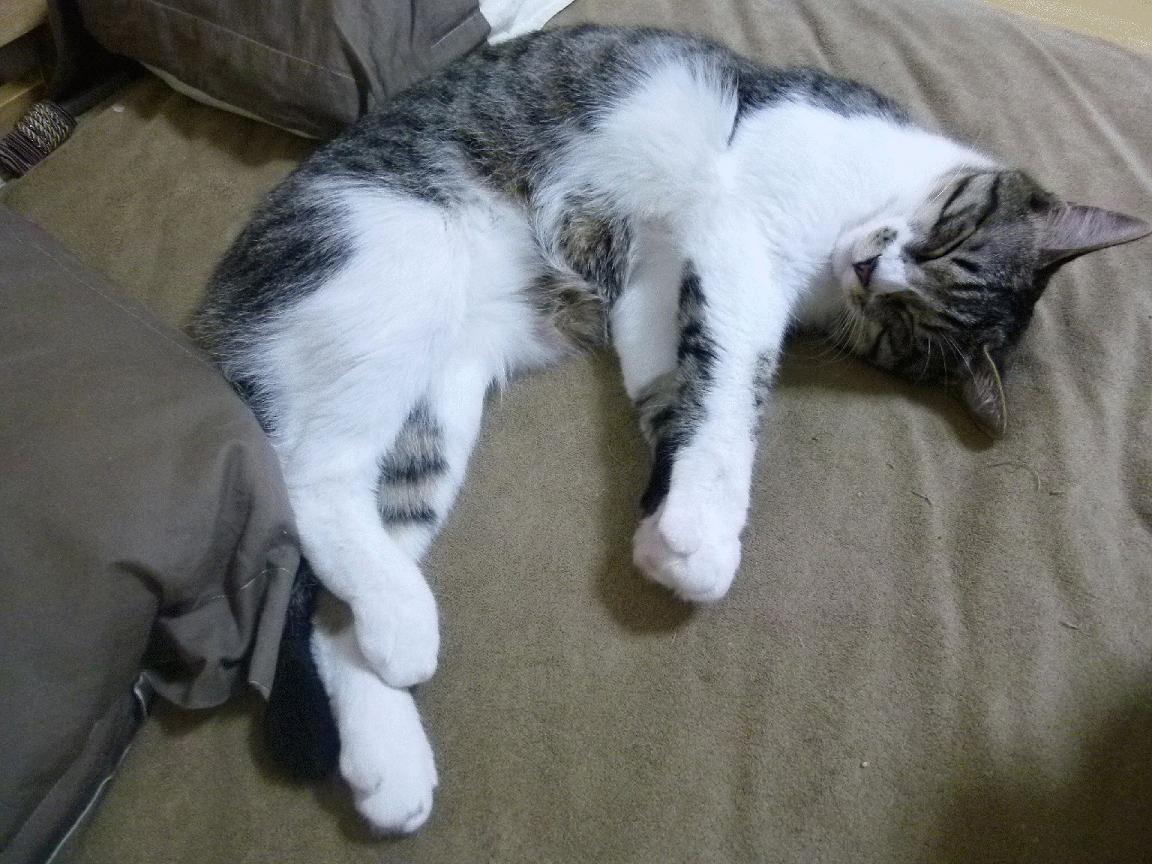 中国篮球裁判全国普及培训班圆满结束，裁判水平提升明显，中国篮球裁判国家级考试时间安排表