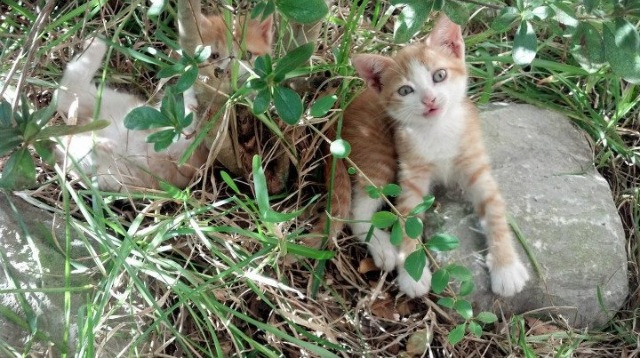 历史大事：联盟发展的重大节点回顾，联盟发生的战争背景