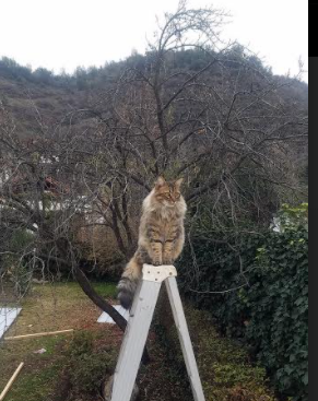 历史车手：回忆冠军背后的艰辛，历史赛车