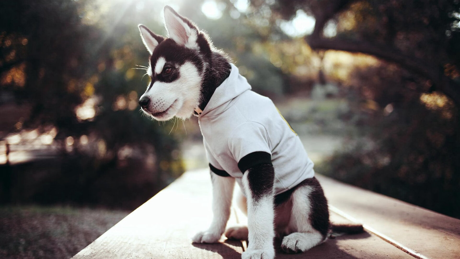 影响深远：NBA推行“绿色出行”倡导环保生活，绿色出行倡导者