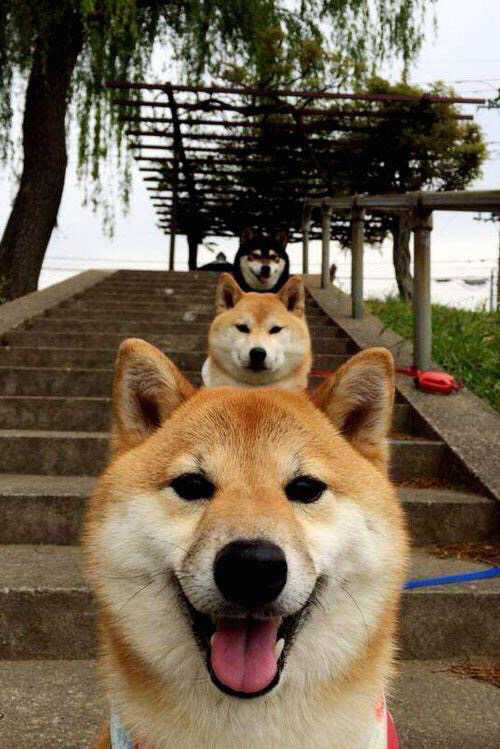 超级场面:那些激动人心的NBA超级扣篮,nba十大经典扣篮