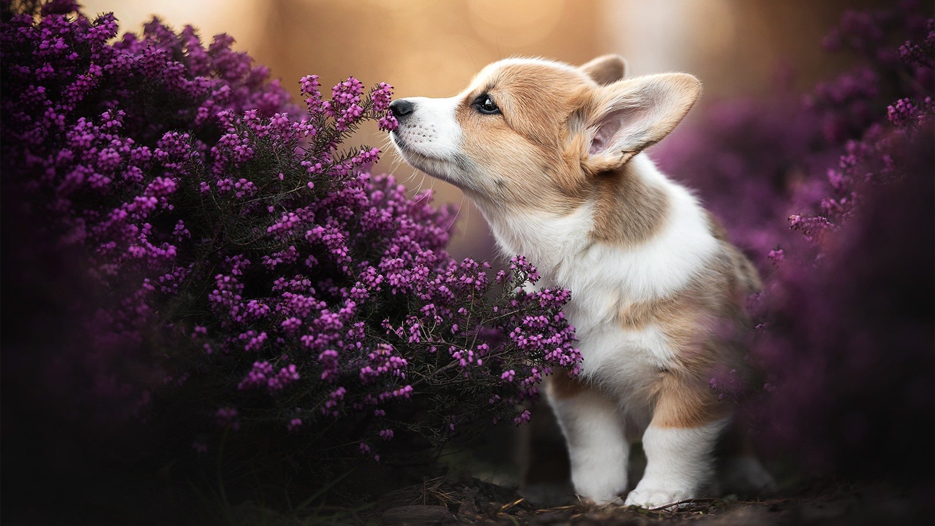 塞内加尔震撼亮相冬奥足球赛场,首战击败瑞士,塞内加尔在东京奥运会第几个出场