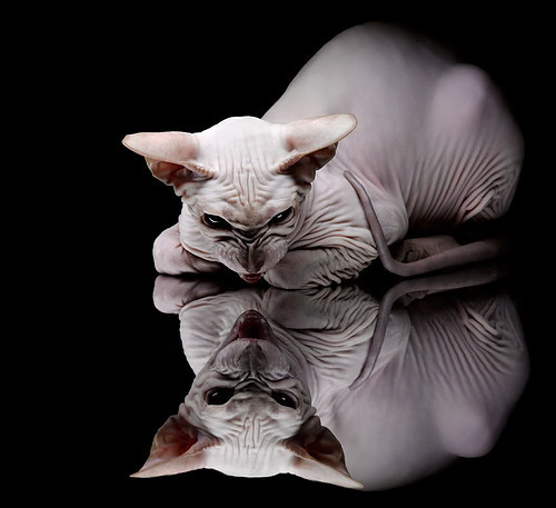 塞内加尔青少年马术选手在2024年全国青少年马术锦标赛中表现出色,获得多项荣誉。