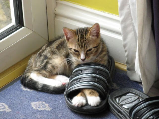 女足比赛影响力扩大,引领足球热潮,女足表现很亮眼