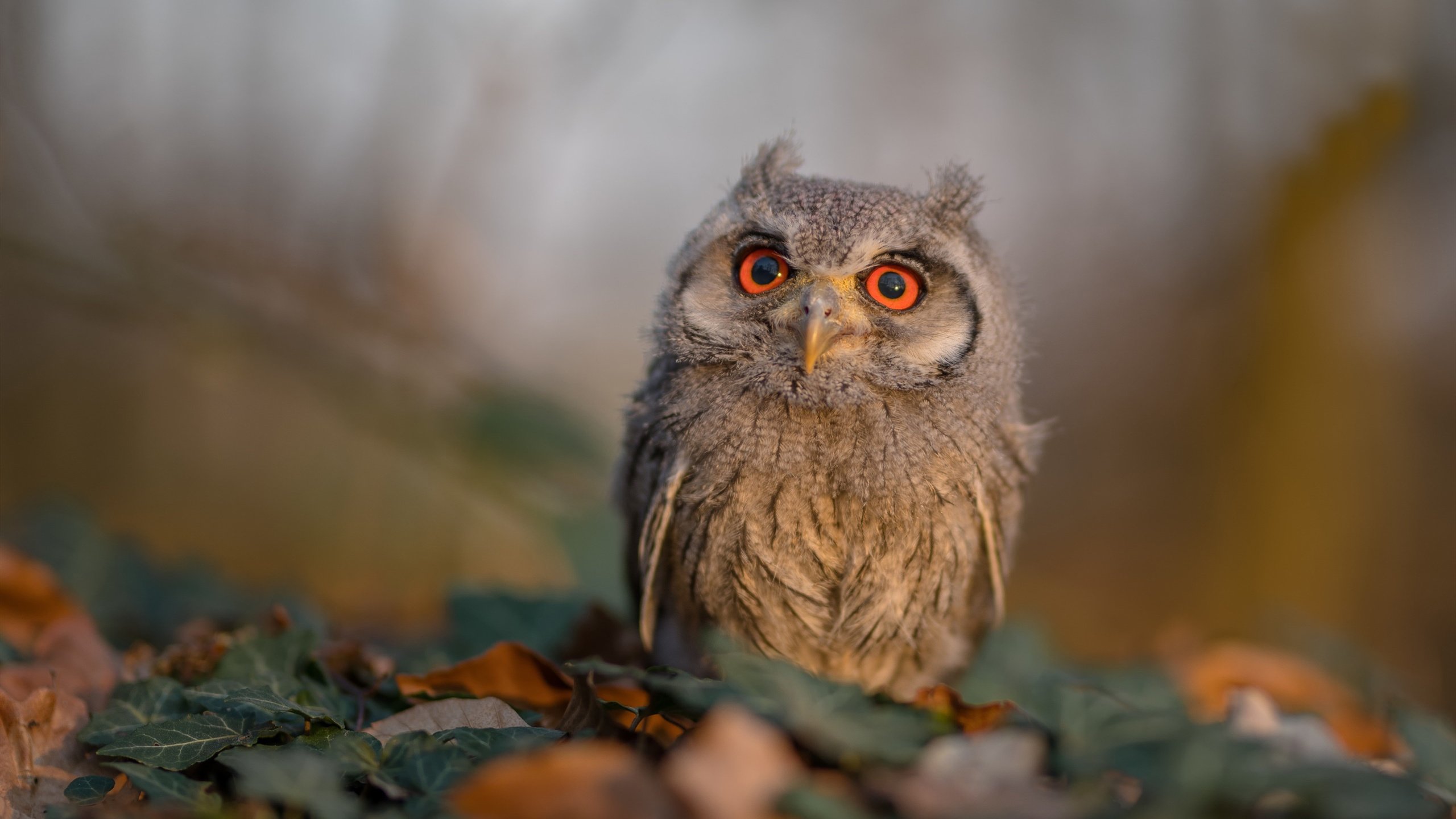 本菲卡主场迎战波尔图,本菲卡vs波尔图预测