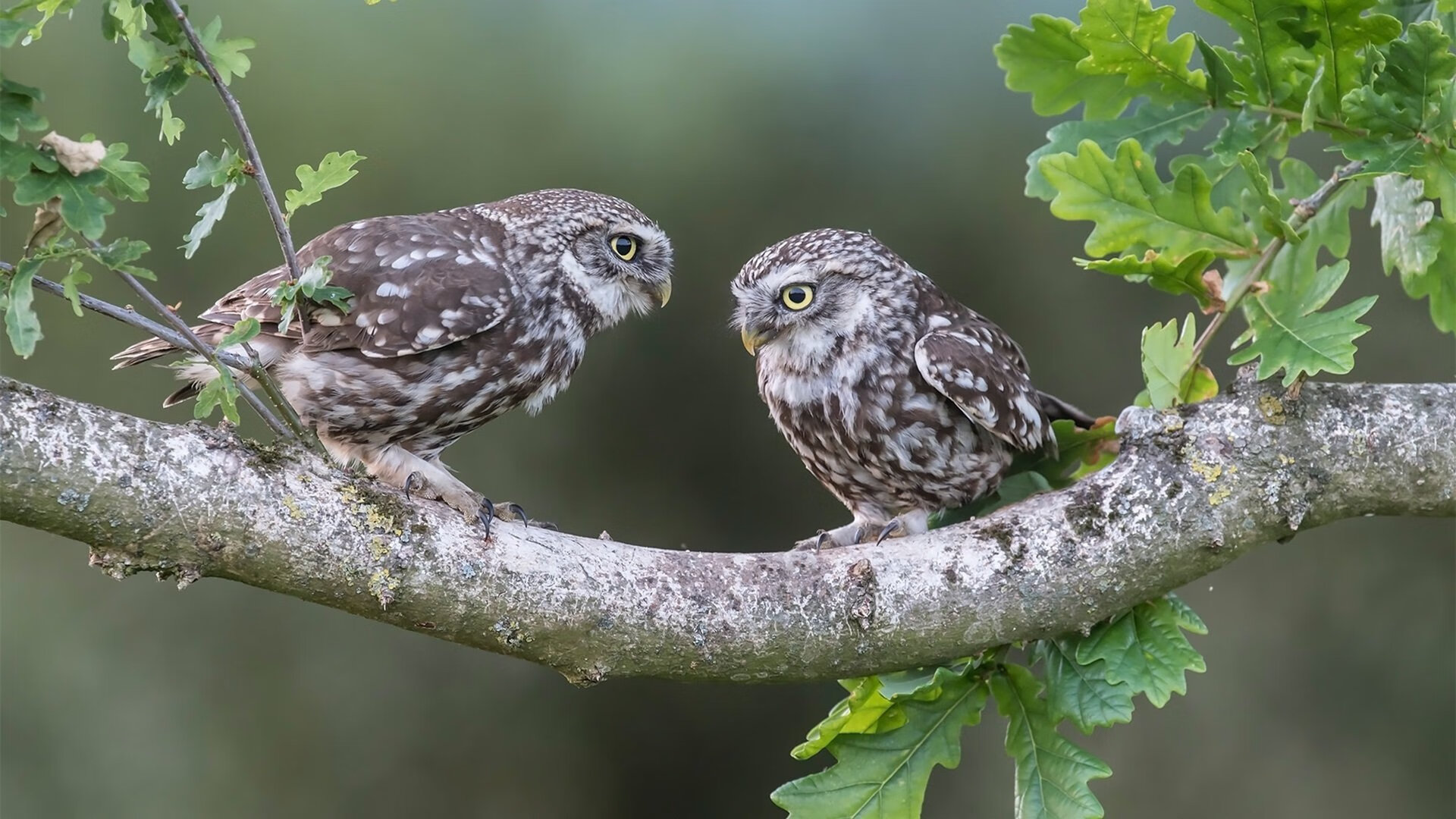 瑜伽选手在国内比赛中表现突出,瑜伽界的大咖