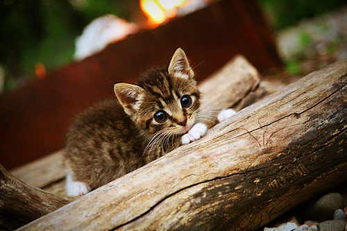 罗马遭遇惨败，博洛尼亚客场斩获激励胜利，罗马博洛尼亚直播