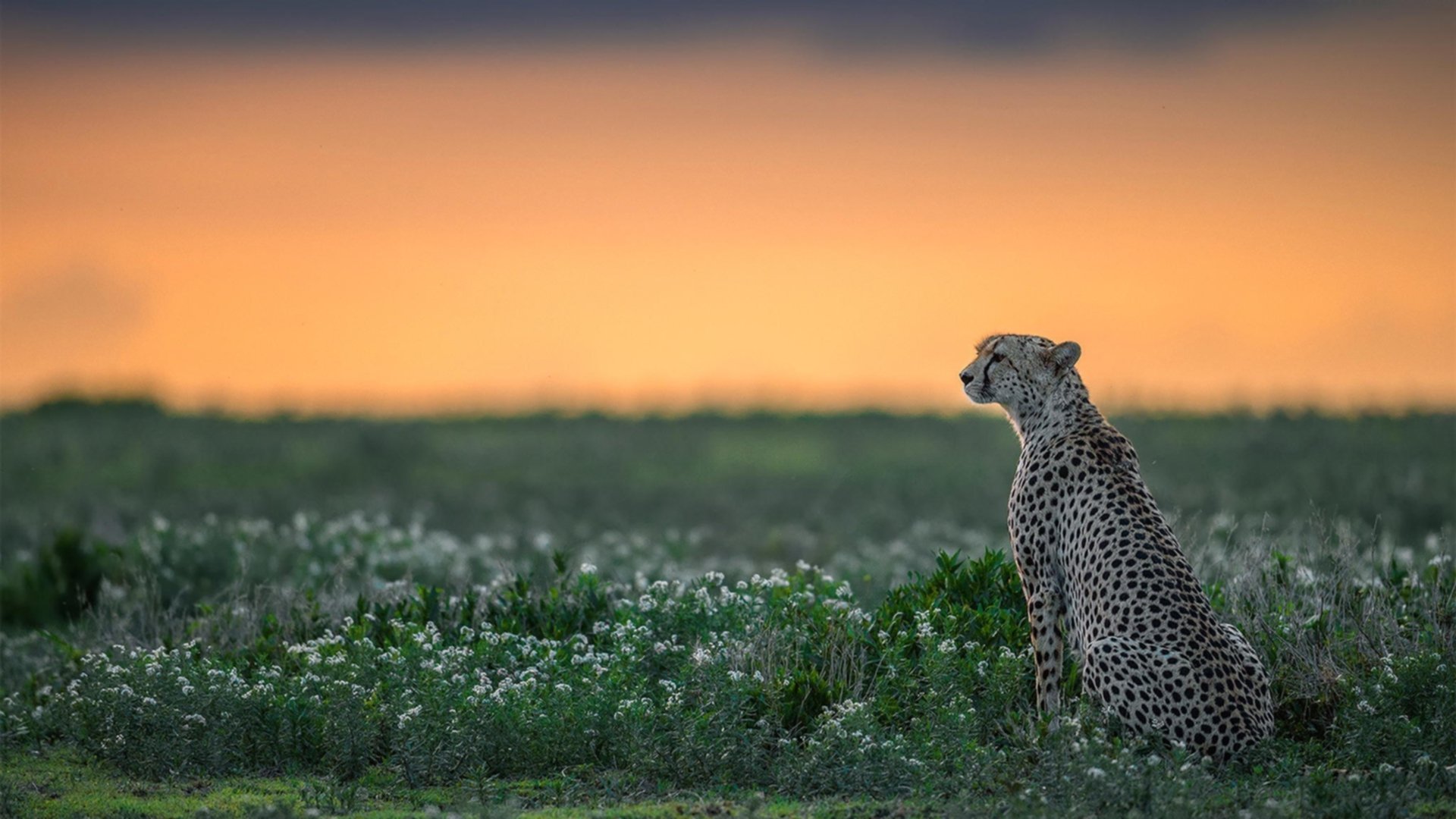 莱比锡连胜稳固领头羊位置，德甲争冠形势喜人，莱比锡球队厉害吗
