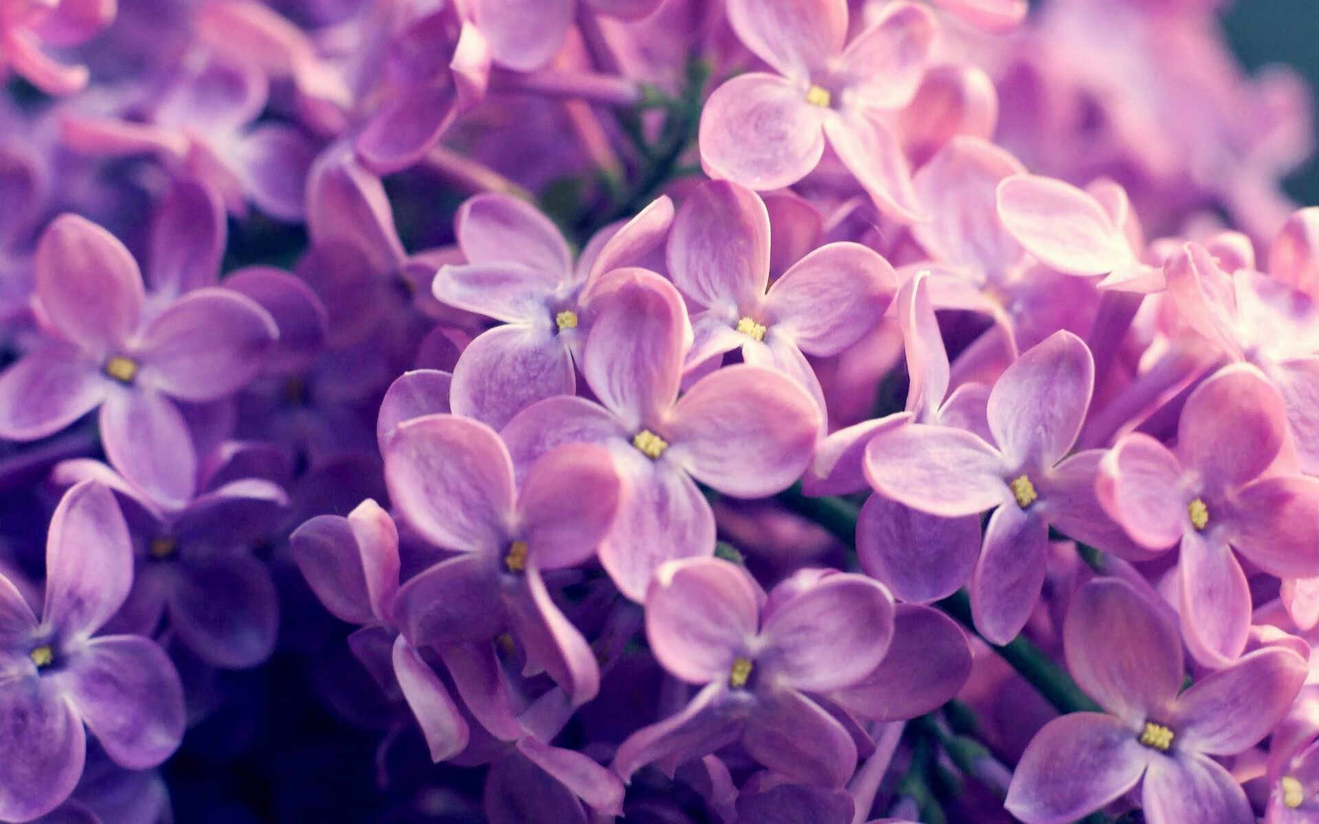 莱比锡门兴格拉德巴赫争夺联赛积分,莱比锡 德甲