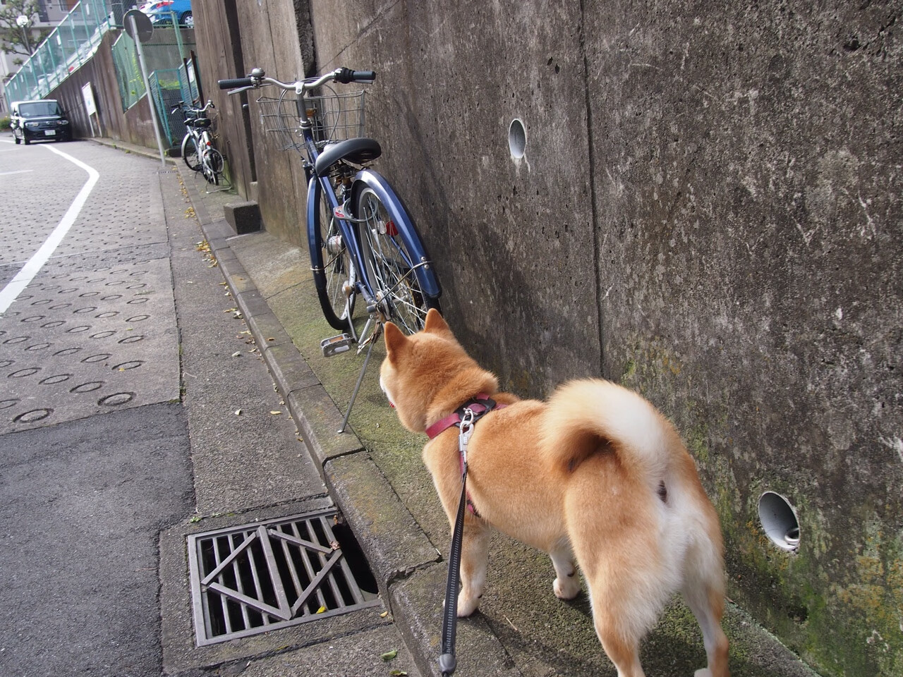 雄鹿翻盘独行侠,关键一役中字母哥三分雨不断,雄鹿字母哥伤势