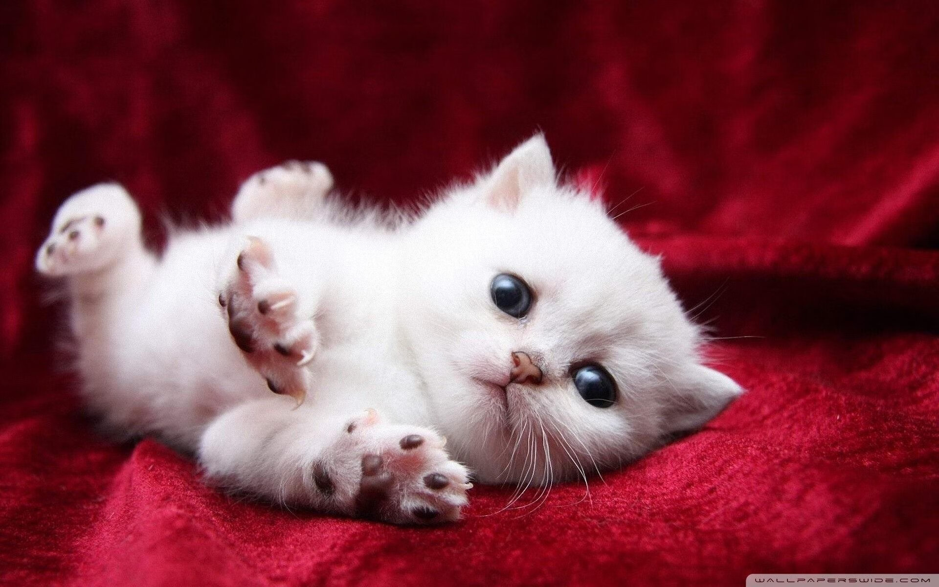 世俱杯最燃瞬间:亚洲球队的逆袭佳话,世俱杯是什么水平