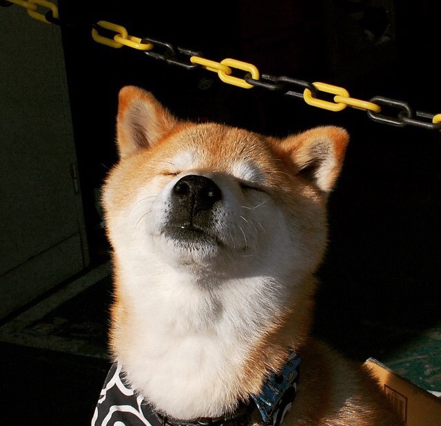 世界赛场：非洲代表的“黑马”奇迹