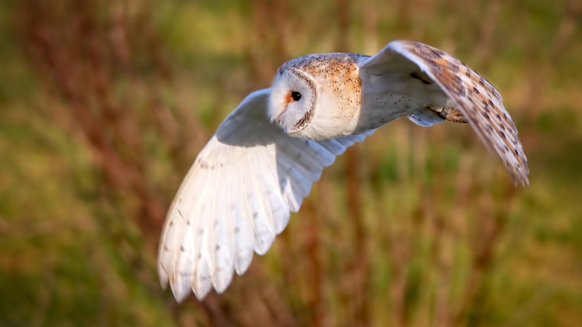 世界青年体育舞蹈锦标赛青春舞动中国风,国际青年舞蹈大赛