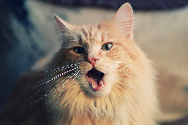 德甲赛季中期伤病风险评估及预防机制研究,德甲中场评级