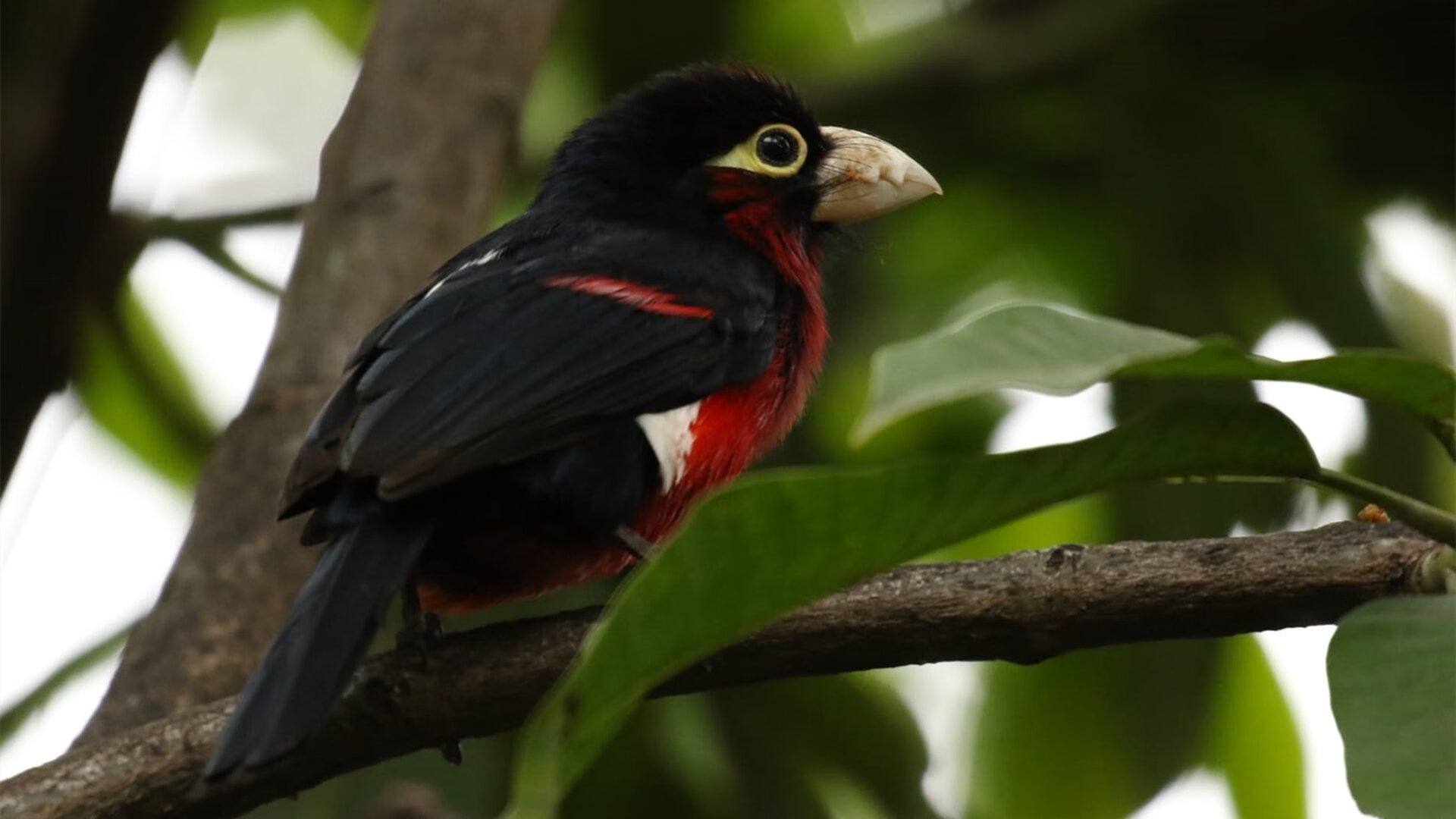 2024年埃及队表现:如何打破世界强队的防线,埃及乙组联赛比赛结果