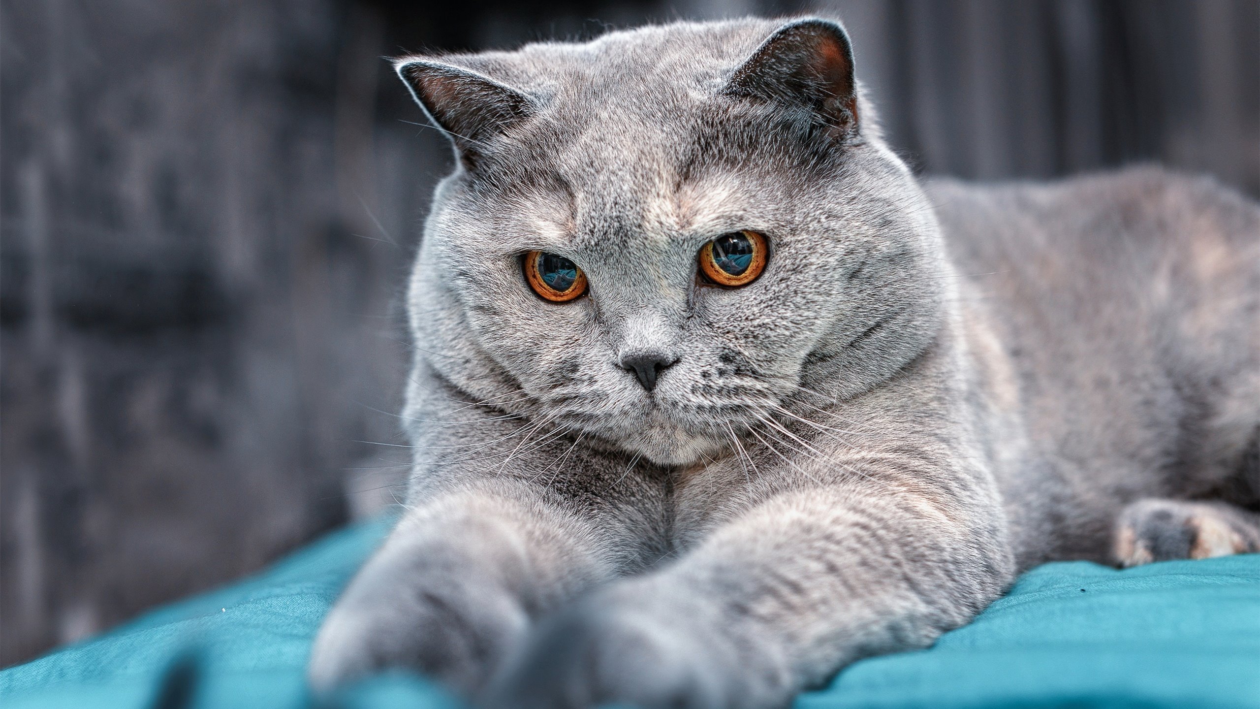 澳大利亚队在国际乒联混合团体世界杯中的表现可圈可点，国际乒联澳大利亚公开赛