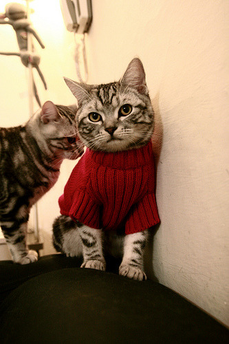 官方平台上线独家纪录片全景呈现球队成长与转型历程,足球 纪录片